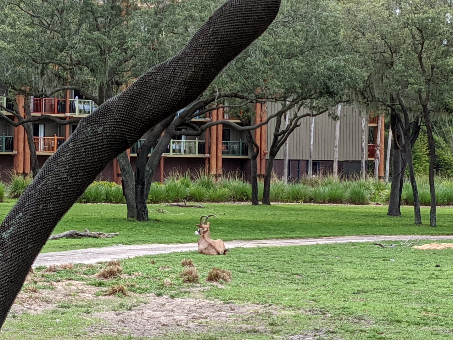Roan antelope- Arusha savanna