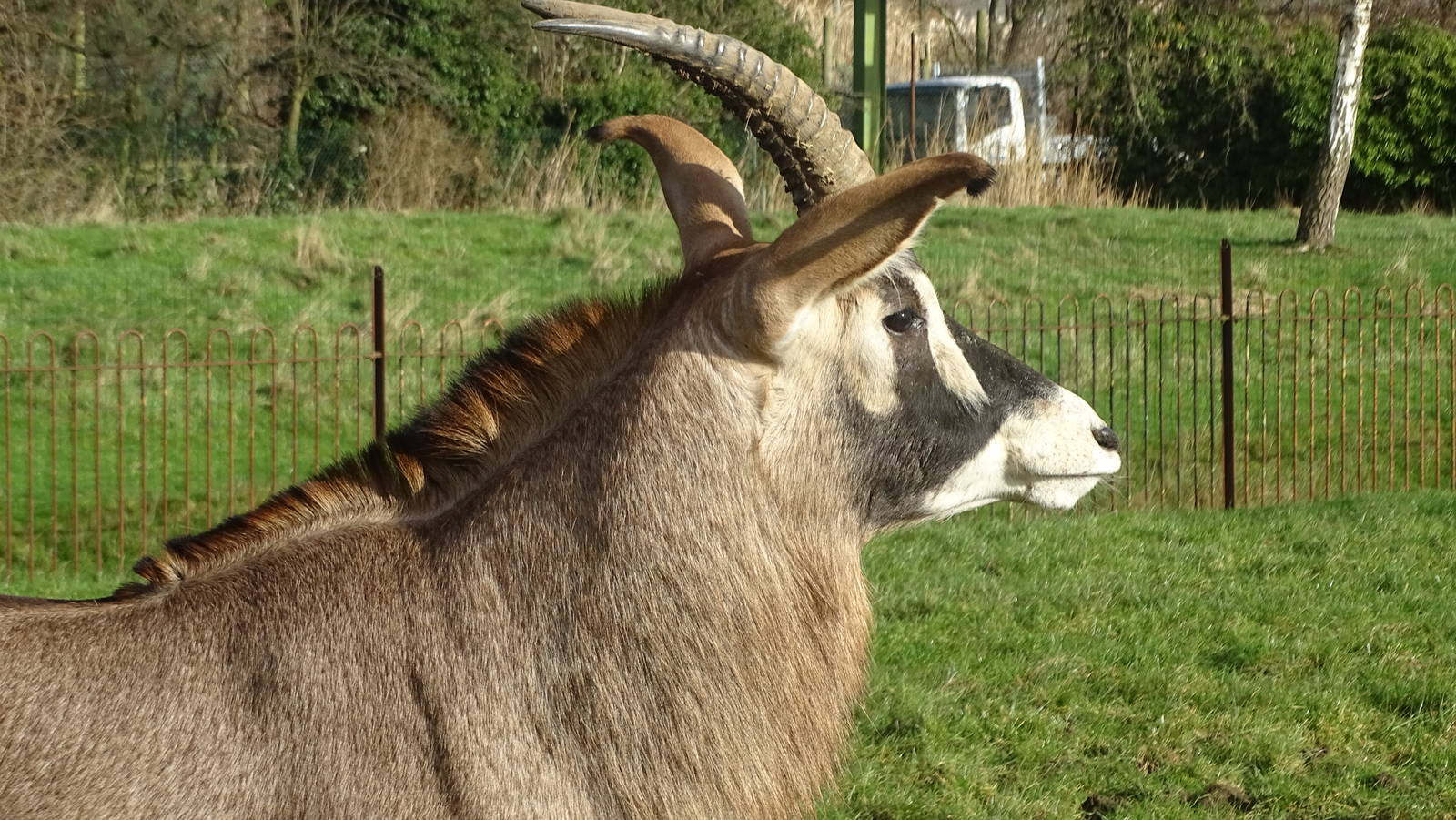 Roan Antelope at Chester 02/02/16