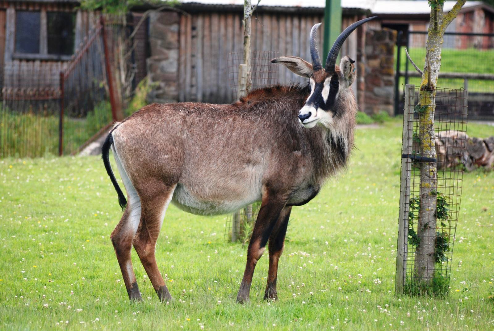 Roan Antelope at Chester, 15/07/12