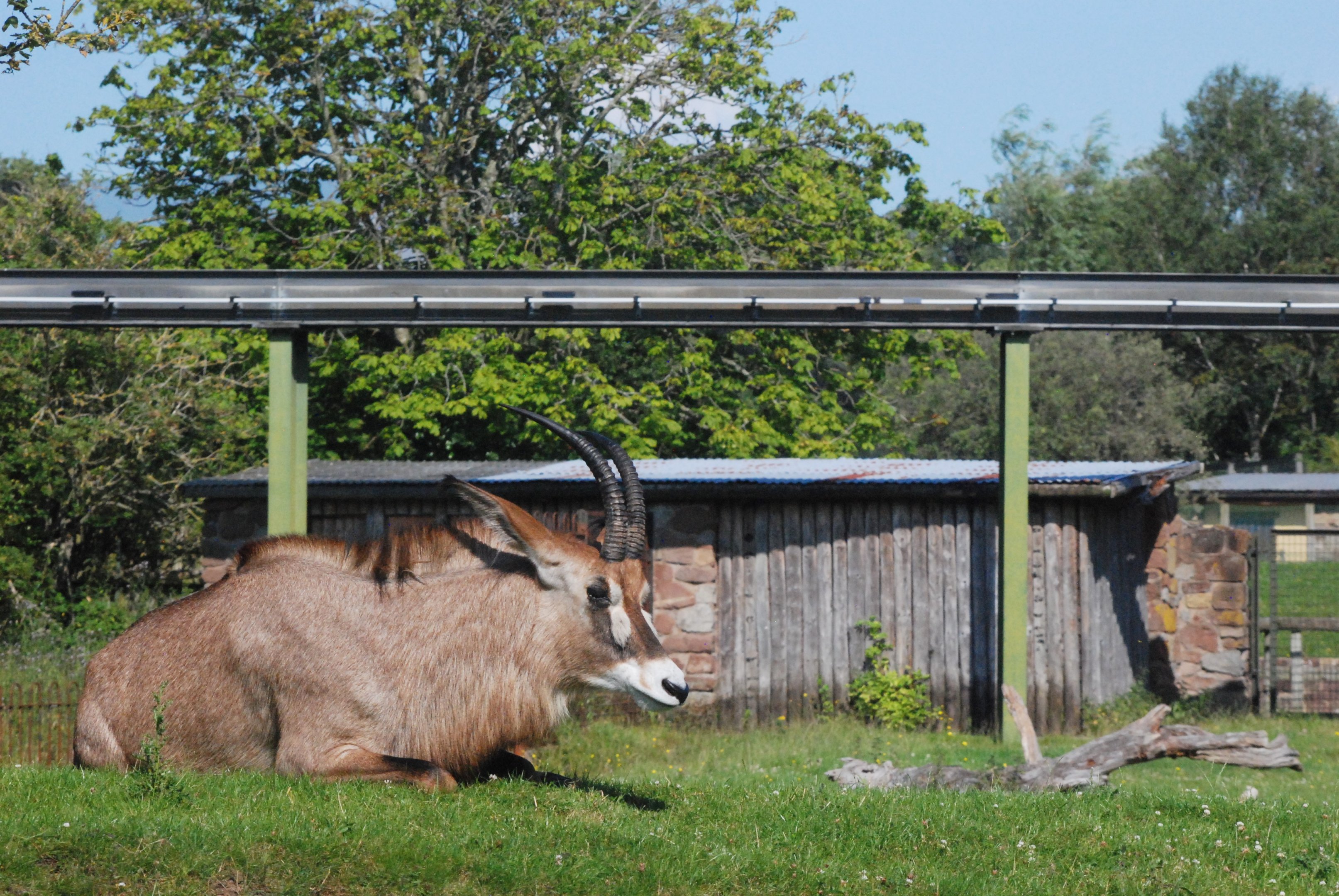 Roan Antelope at Chester, 20th July 2021