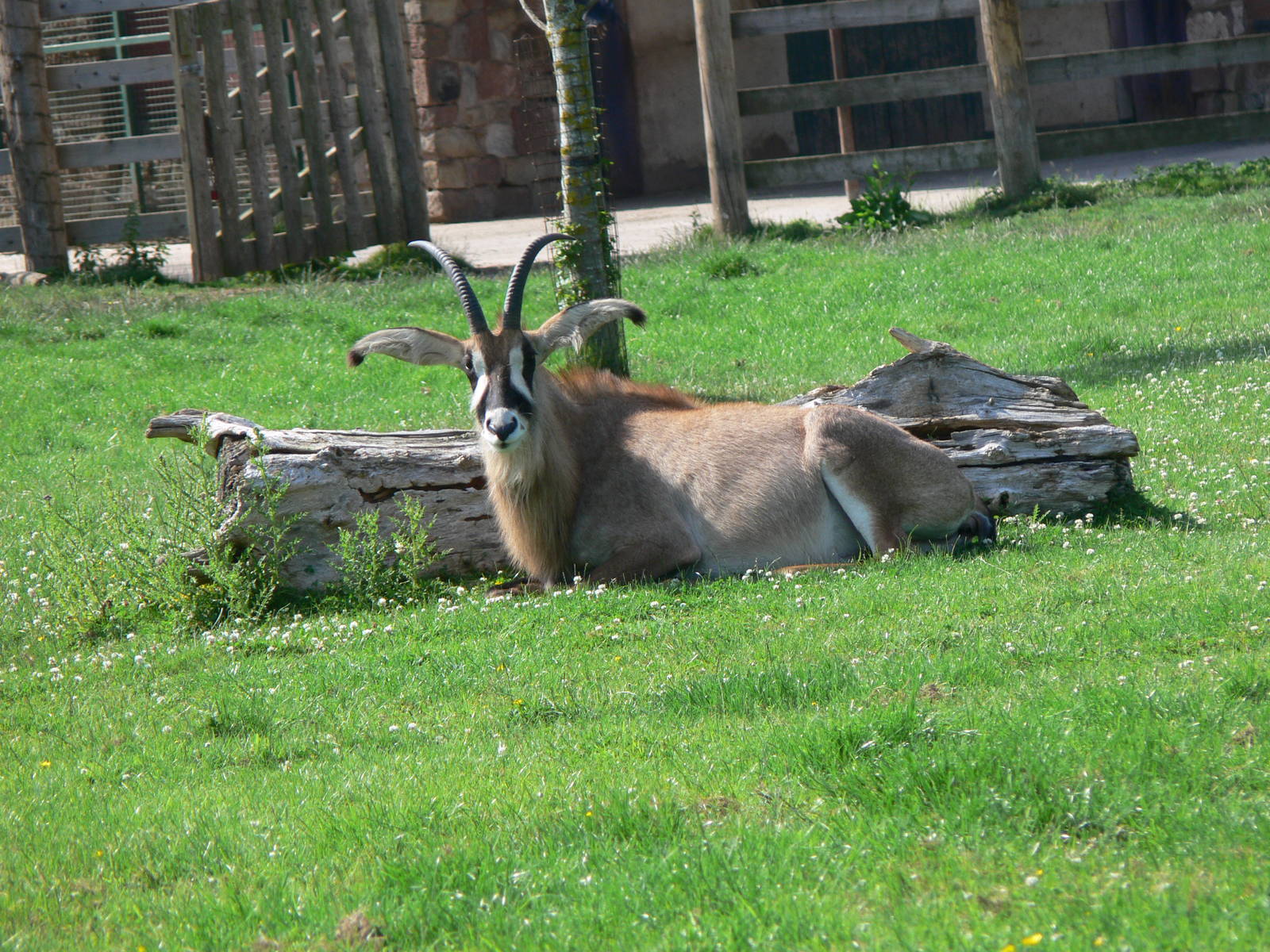 Roan Antelope at Chester Zoo, 06/07/13