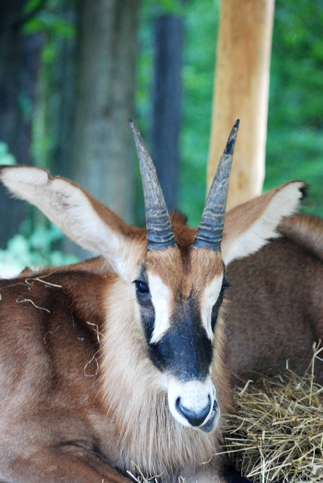Roan Antelope at Dvur Kralove, 27/08/12