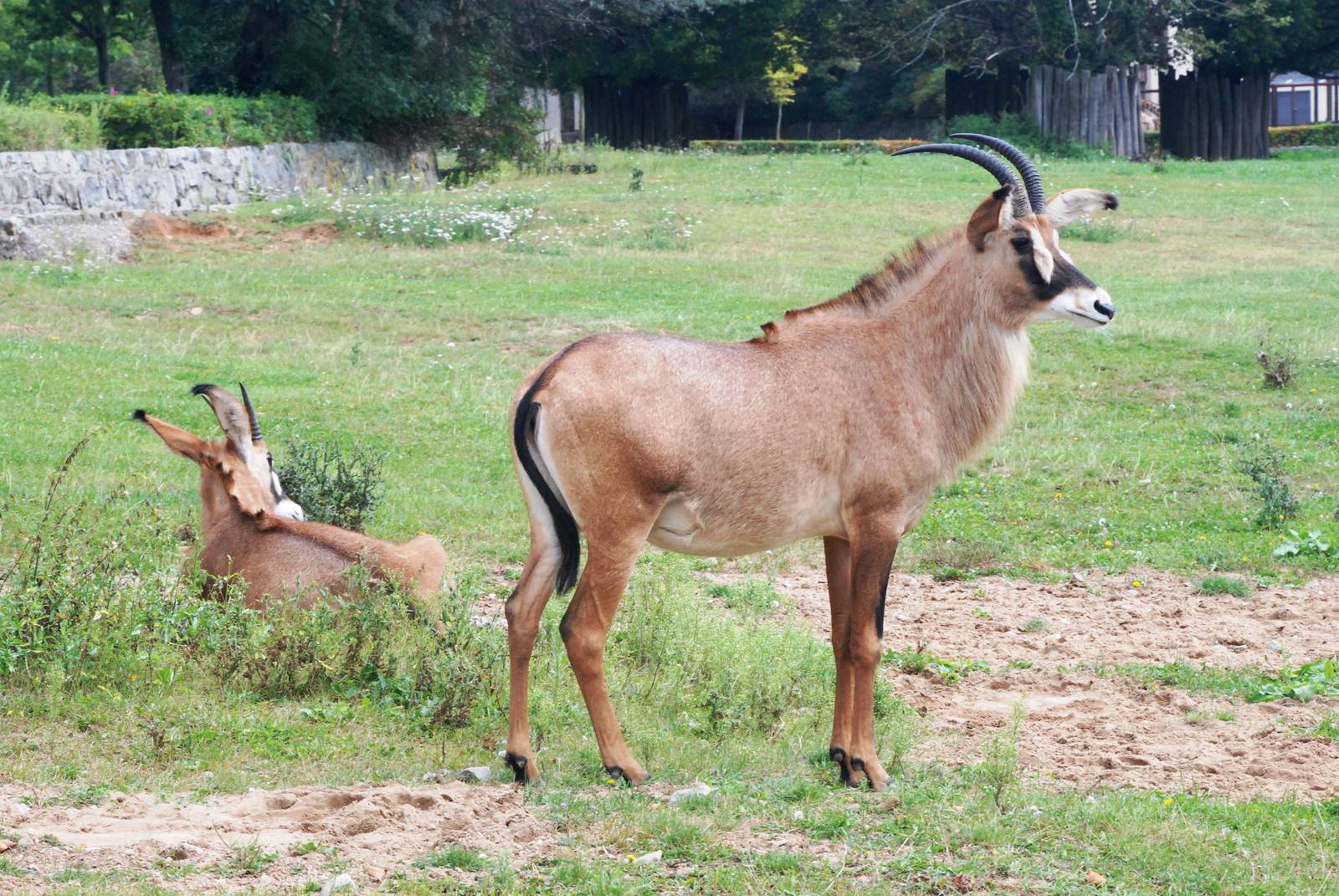 Roan Antelope at Dvur Kralove, 27/08/12