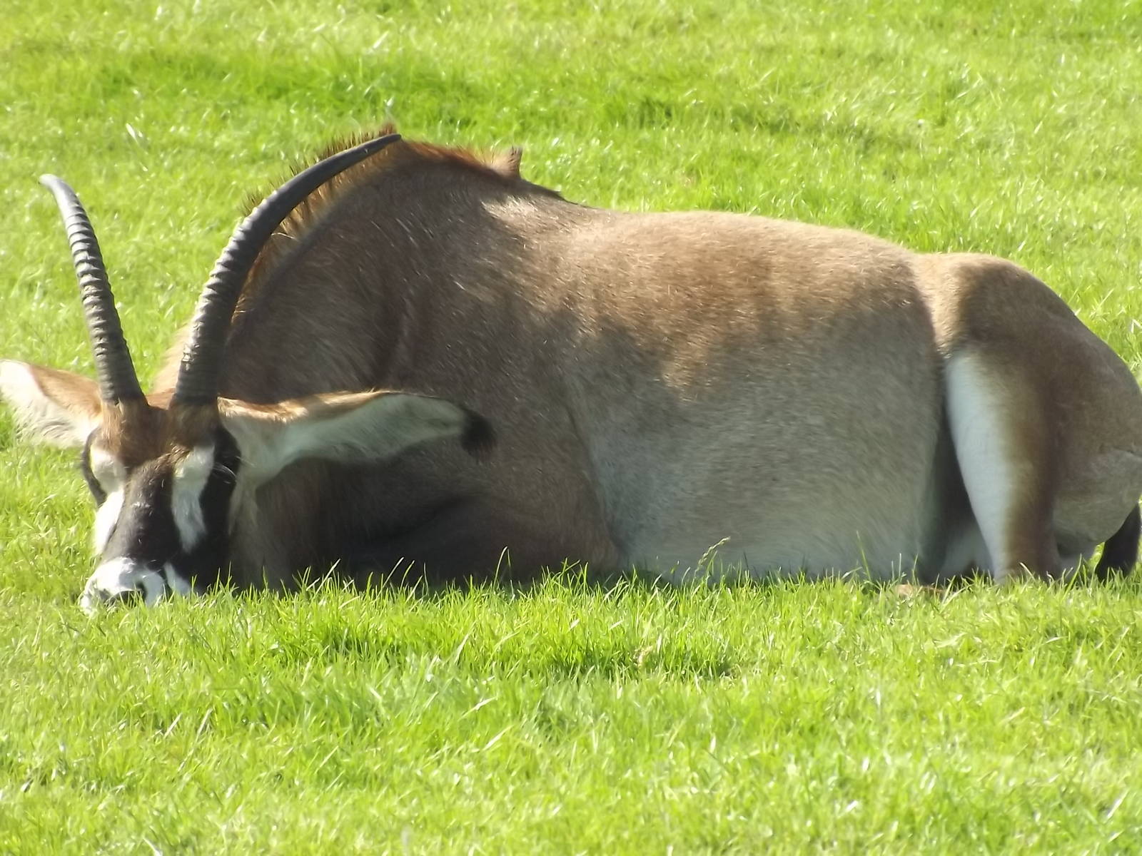 Roan Antelope at Knowsley Safari Park 08/09/12