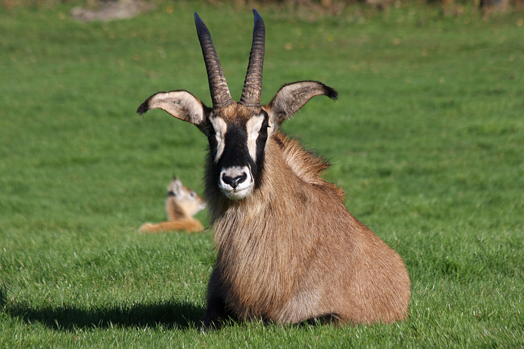 Roan Antelope at Knowsley