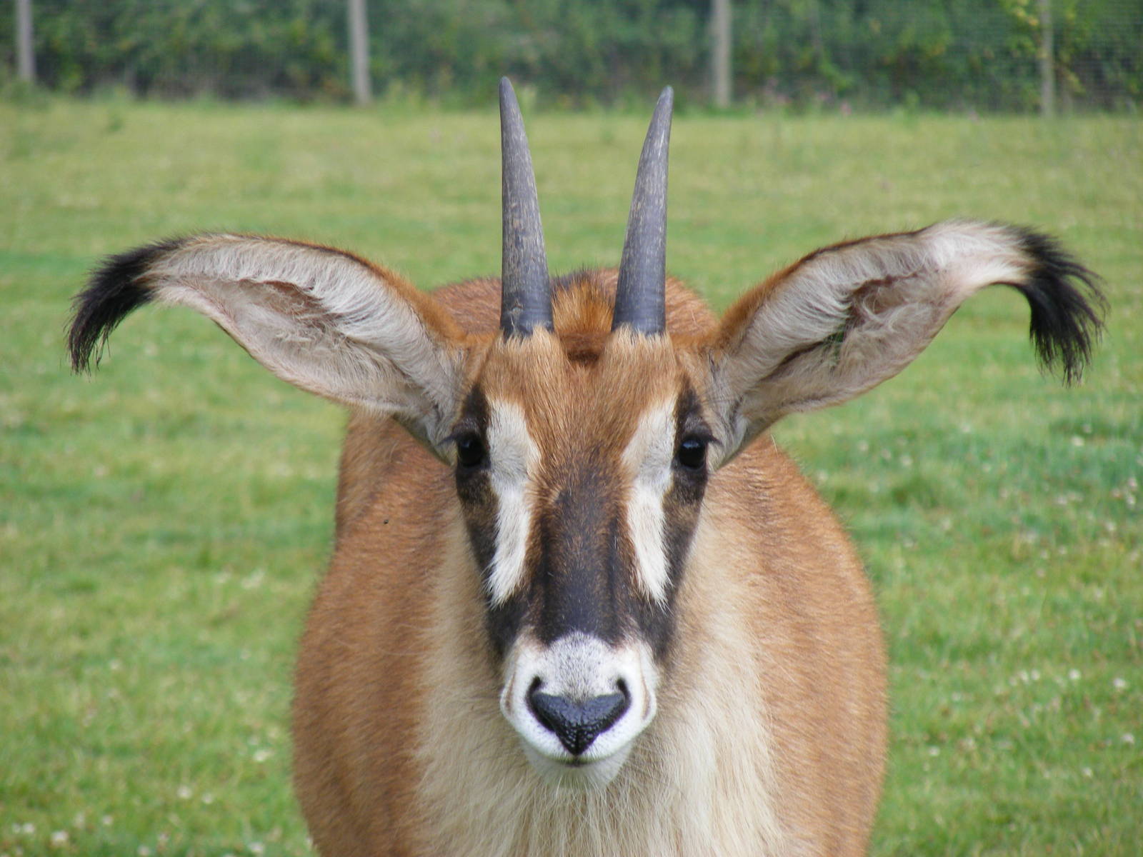 Roan antelope at Marwell Wildlife, 10 July 2009