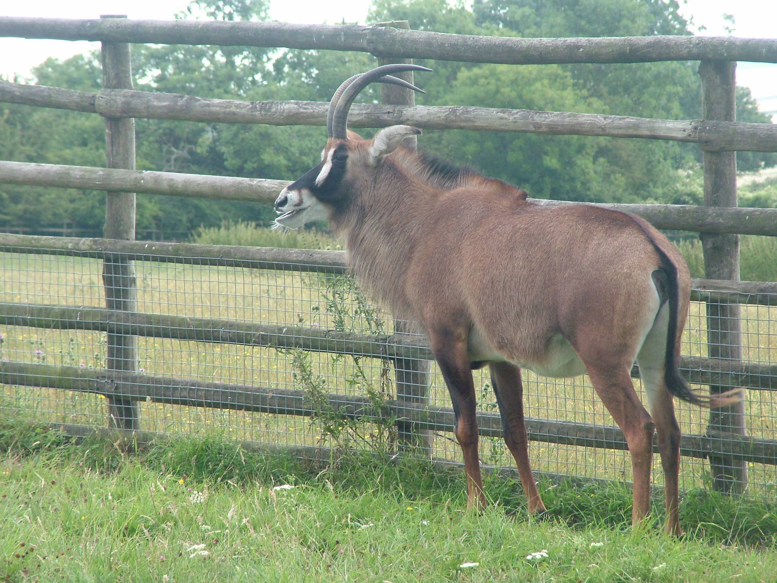 Roan Antelope at Port Lympne, 01/08/10