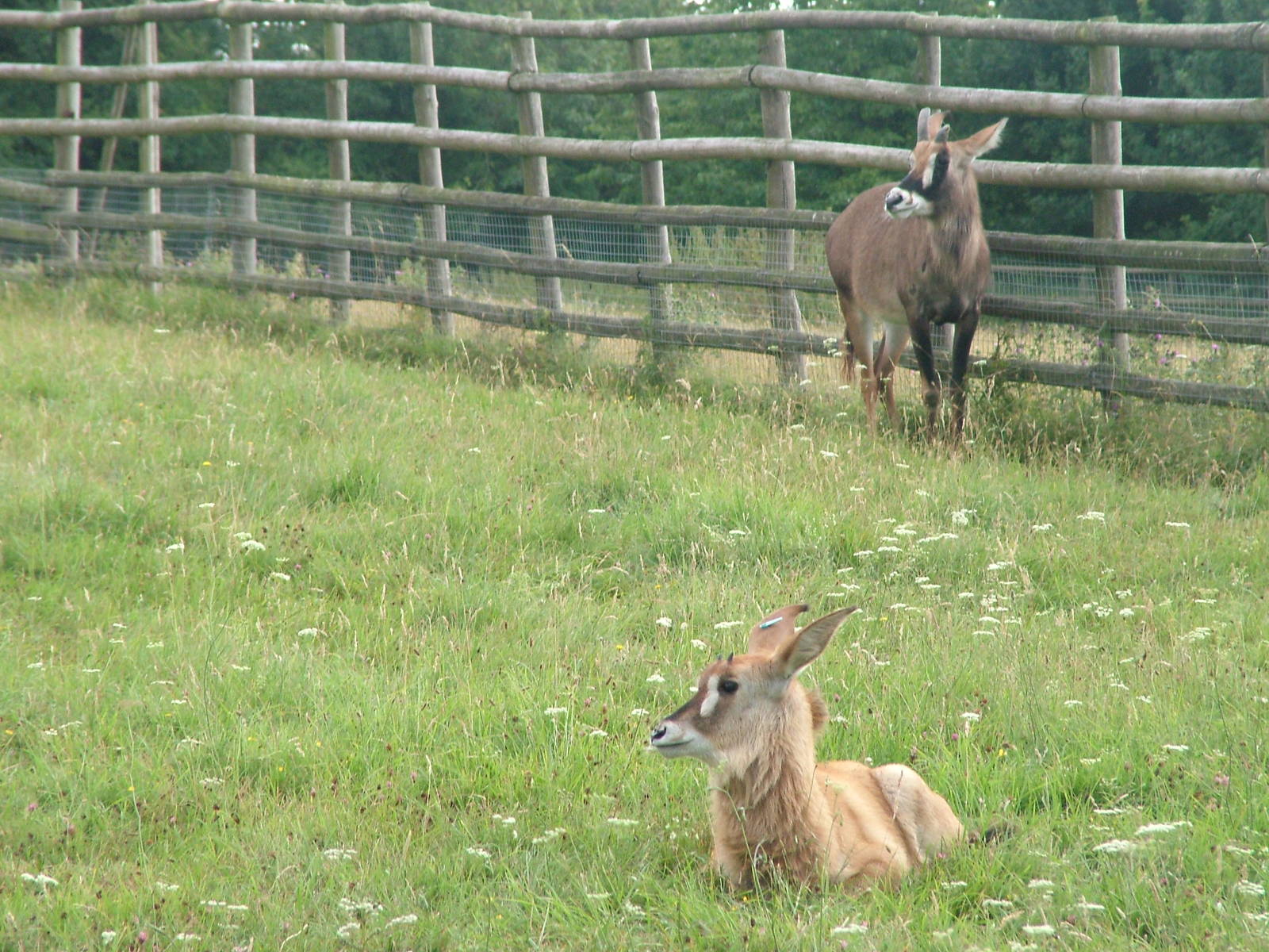 Roan Antelope at Port Lympne, 01/08/10
