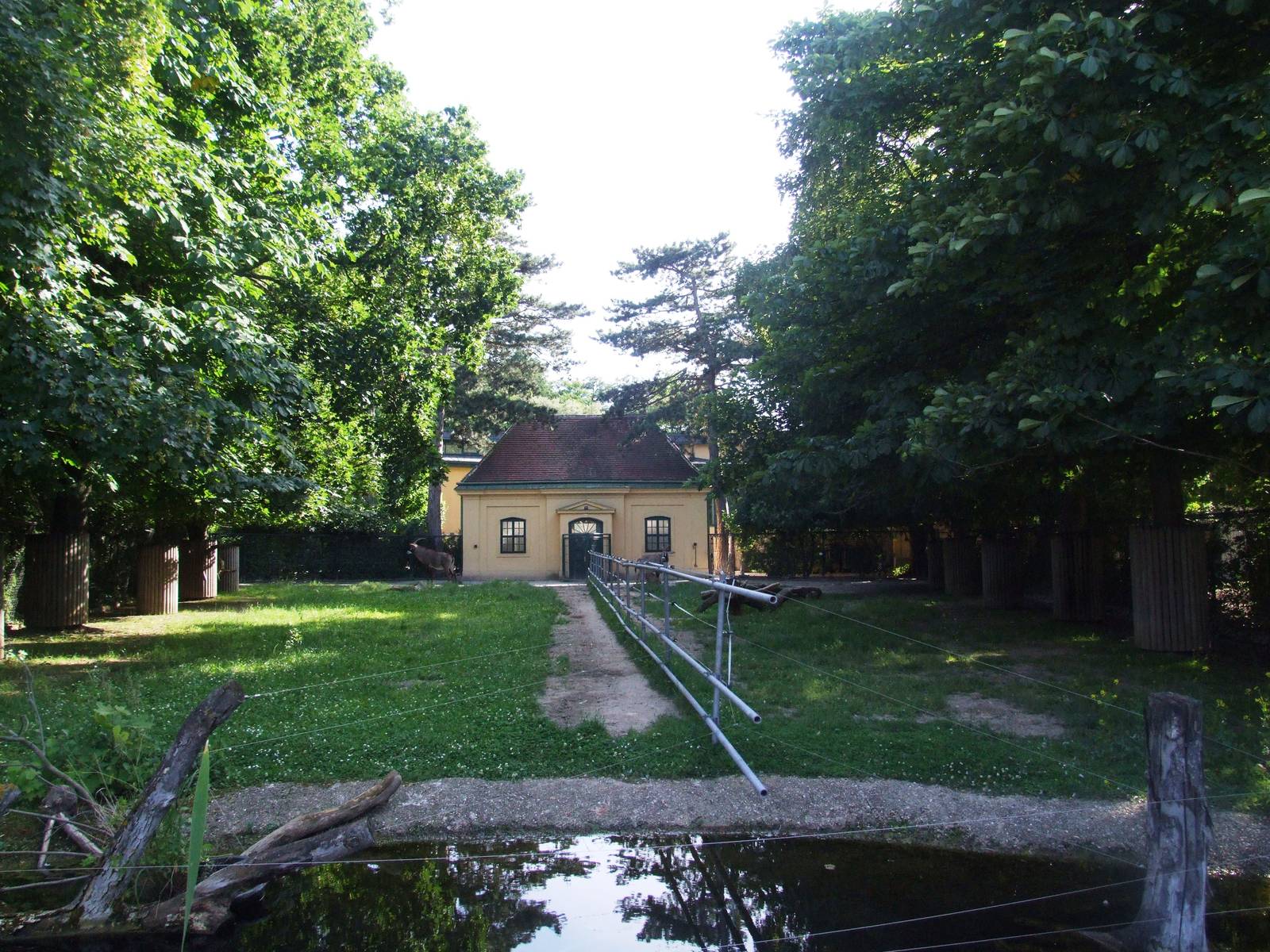 Roan Antelope at Vienna, 14/06/13