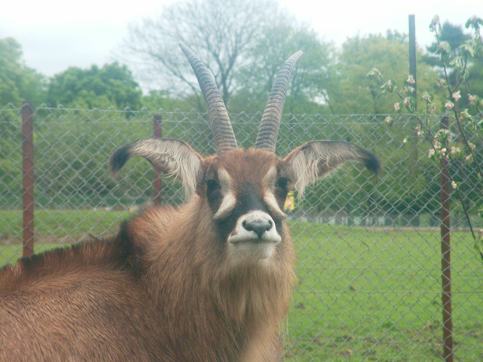 Roan Antelope at Whipsnade 08/05/10