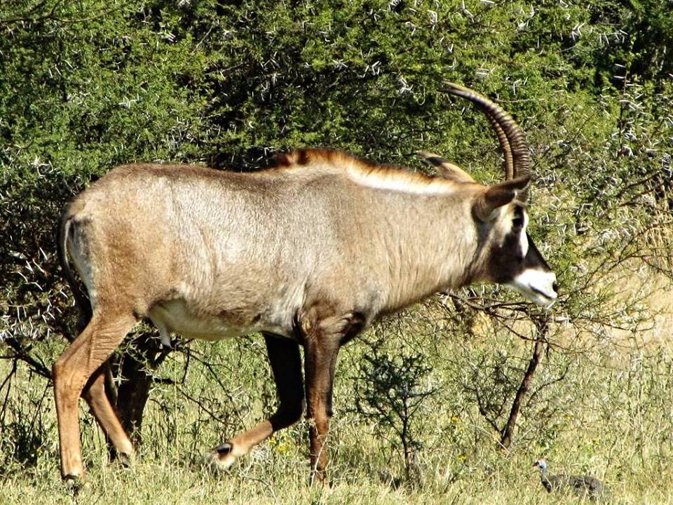 Roan Antelope Bull