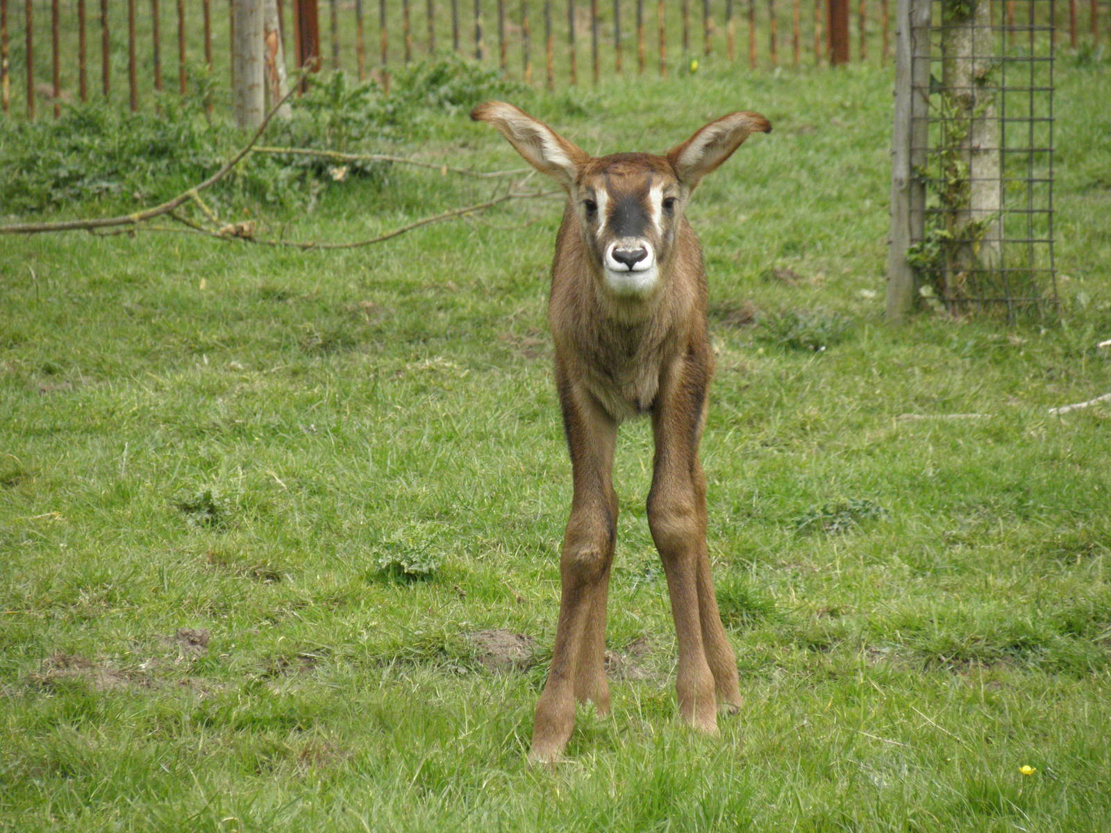 Roan antelope calf..