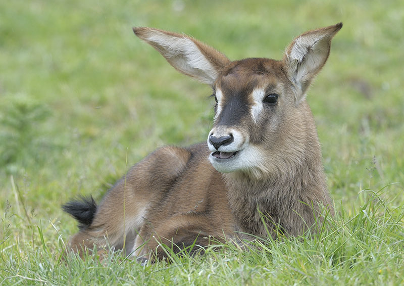 Roan antelope calf
