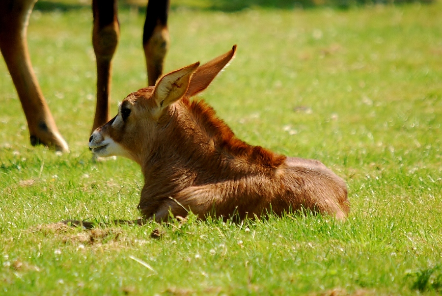 Roan Antelope Calf