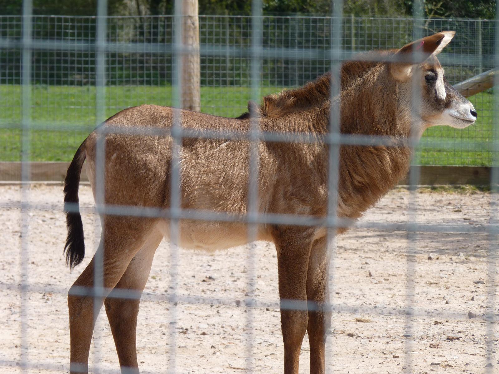 Roan Antelope Calf