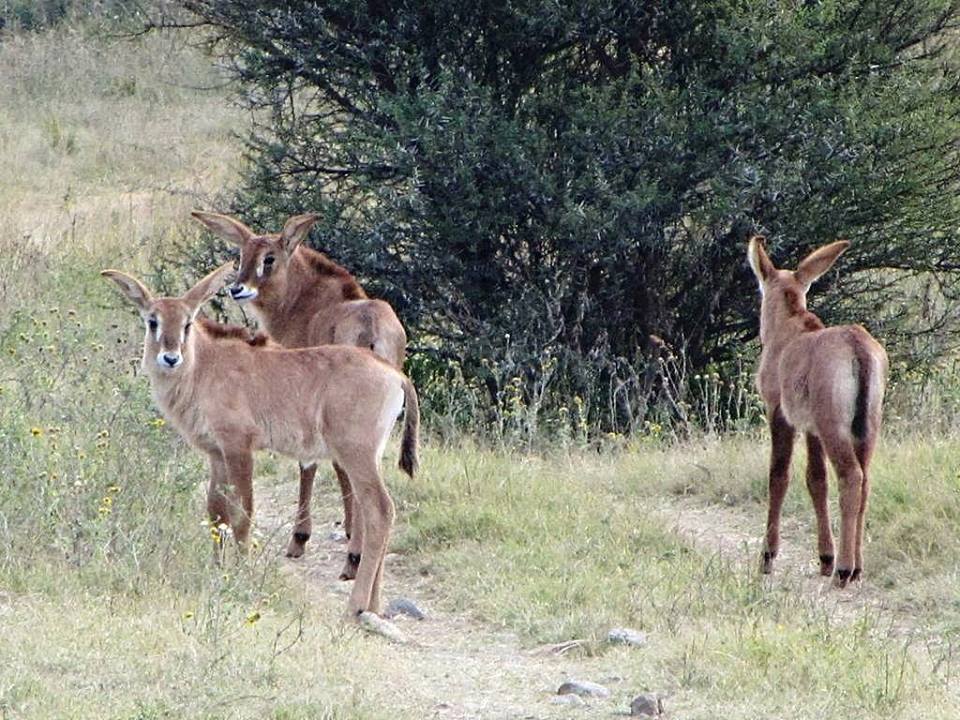 Roan Antelope Calves