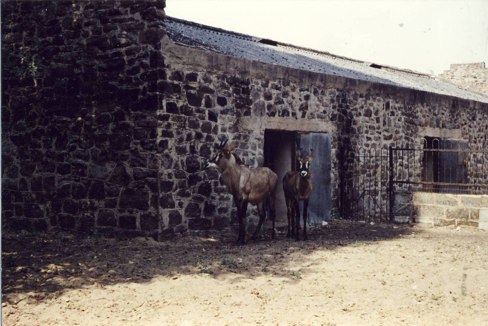 Roan Antelope Chester Zoo 14 July 1990