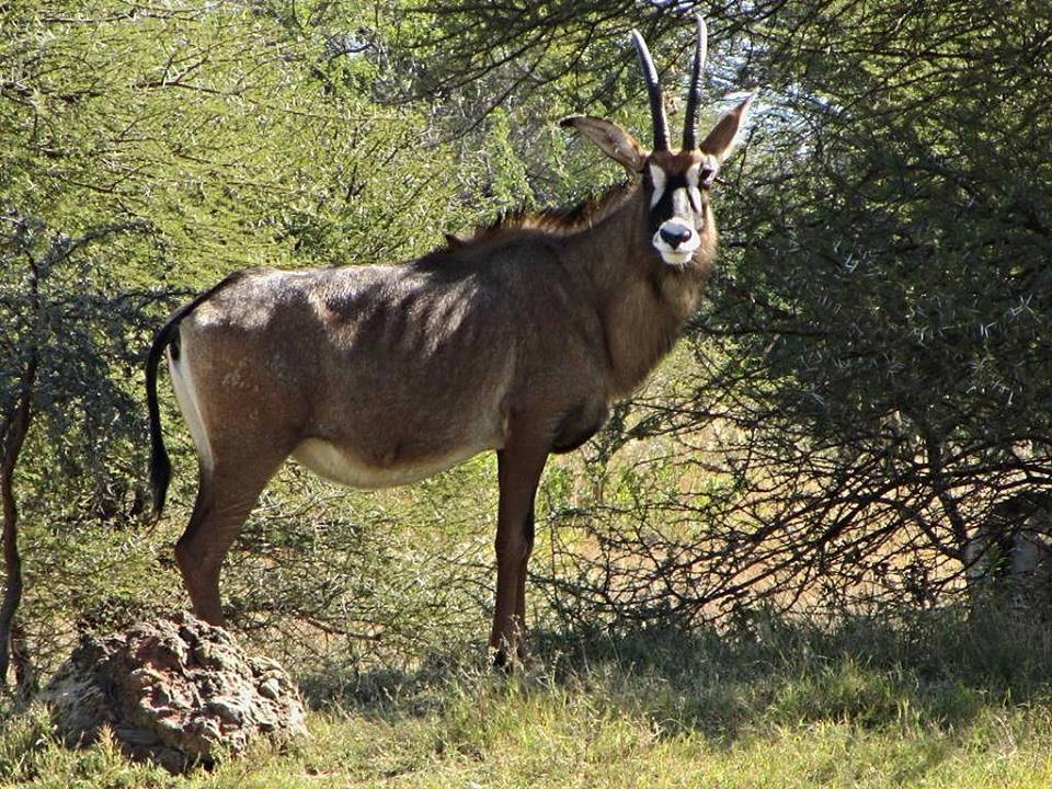 Roan Antelope Cow