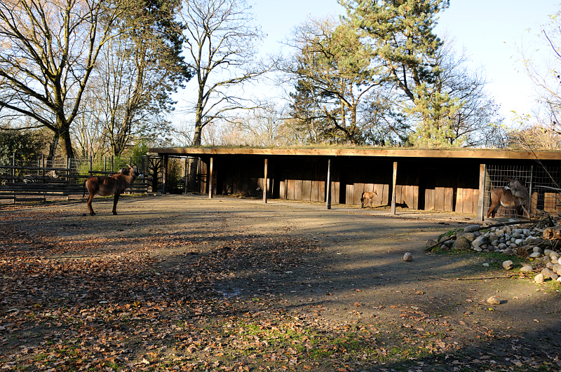 Roan antelope enclosure at Dortmund