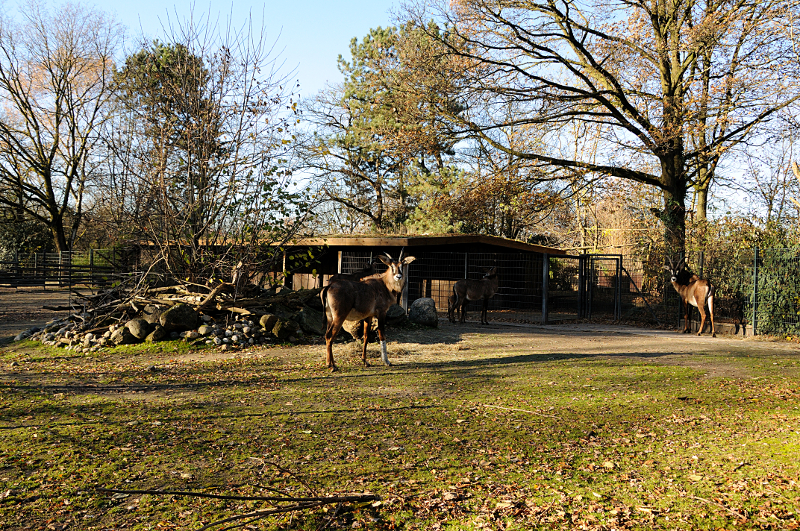 Roan antelope enclosure at Dortmund