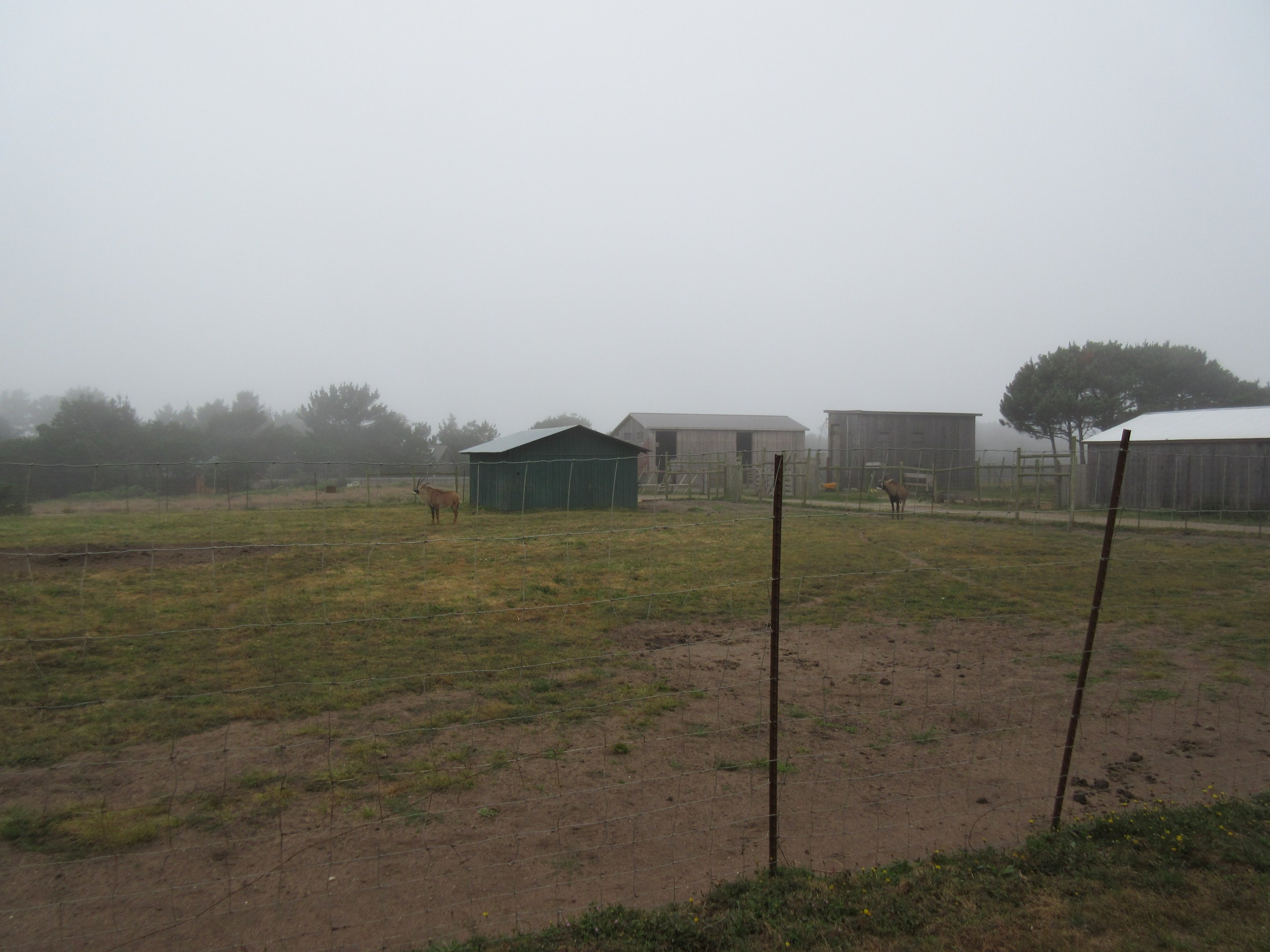 Roan Antelope Exhibit #2 (for males) - on a foggy day