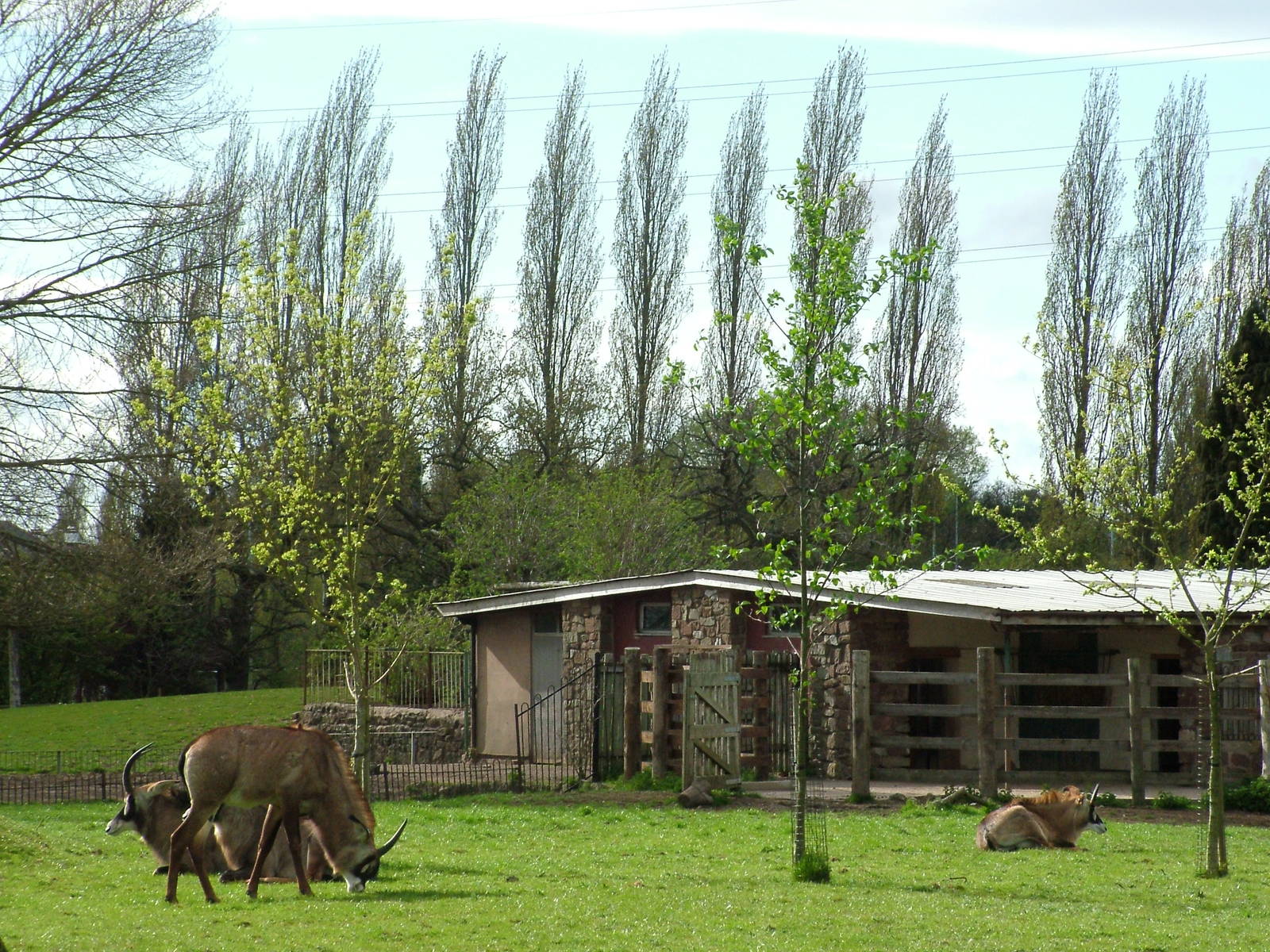 Roan Antelope exhibit at Chester 25/04/10