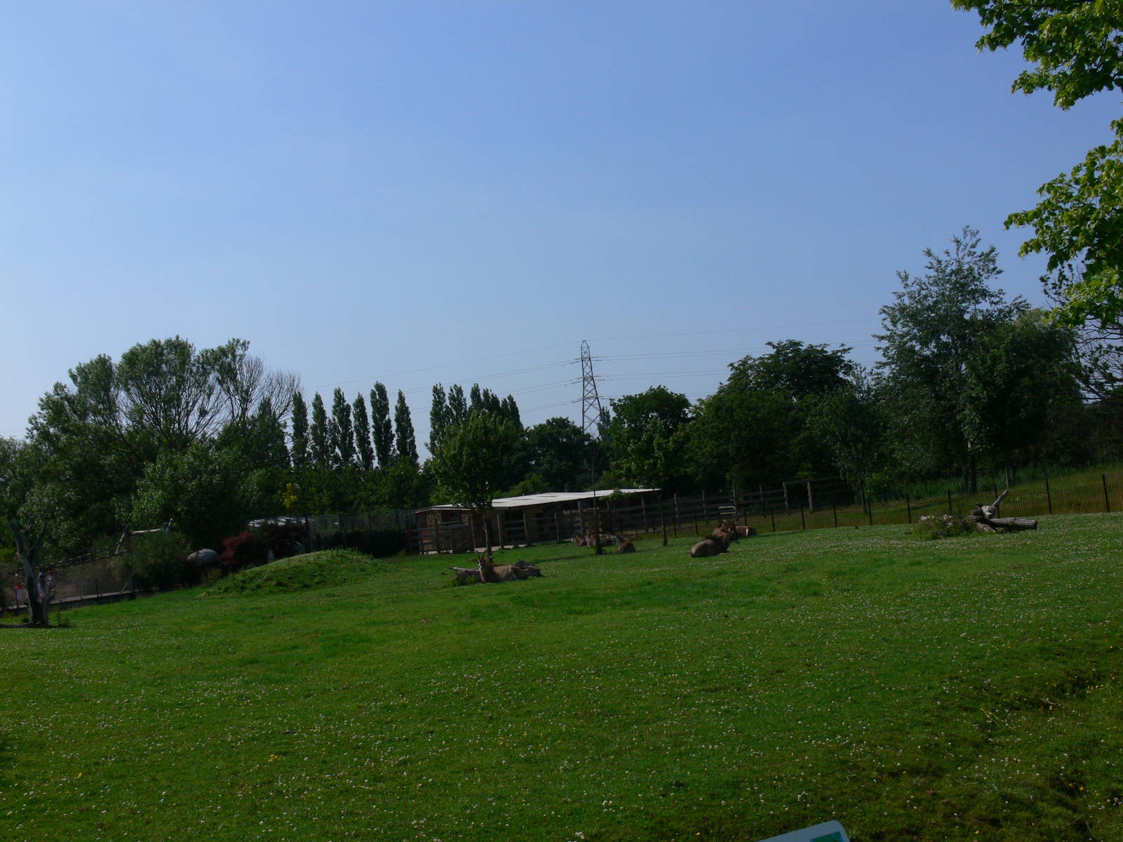 Roan Antelope exhibit at Chester Zoo, 06/07/13