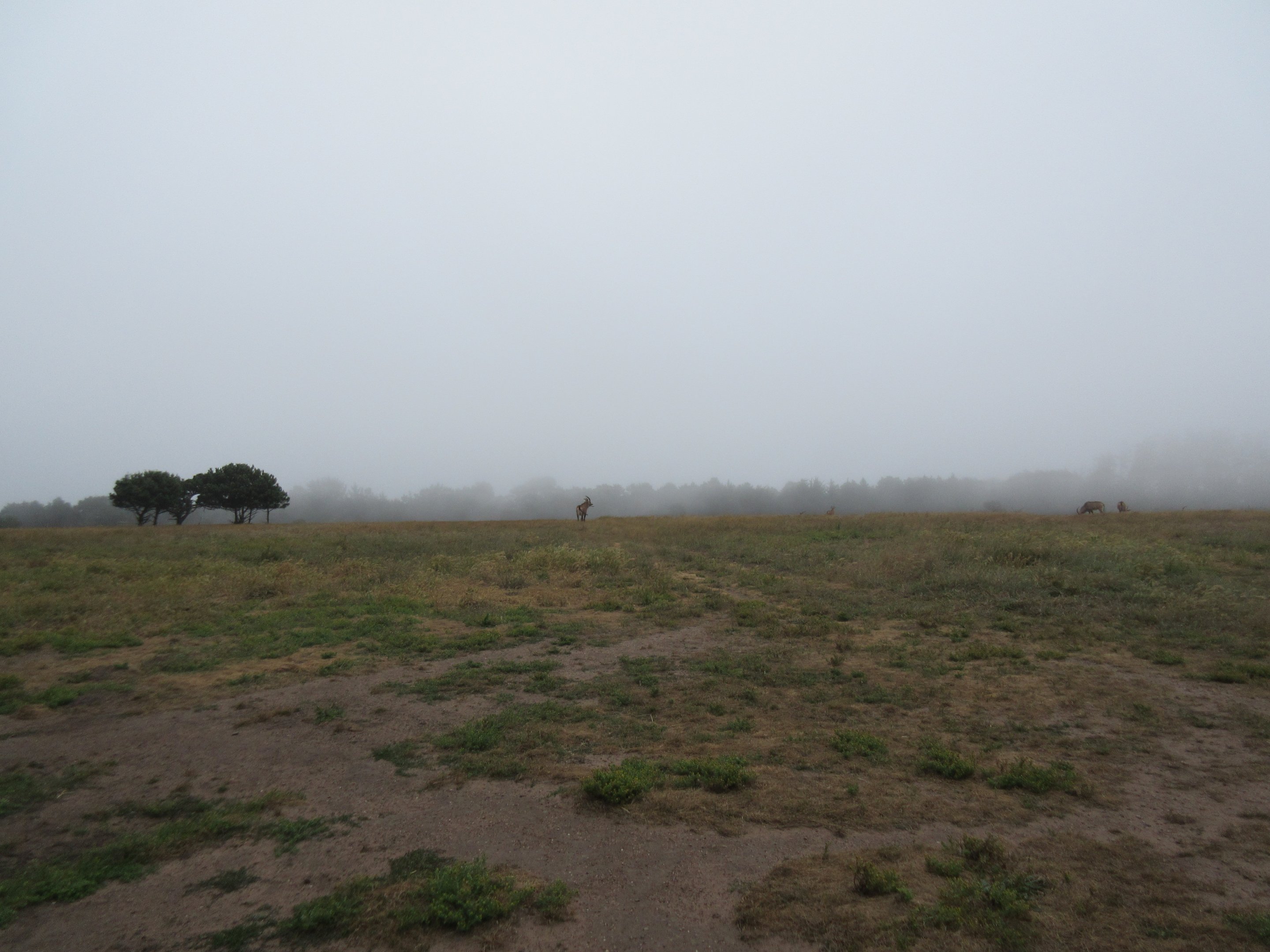 Roan Antelope Exhibit (visitors were allowed inside with zero barriers) - on a foggy day