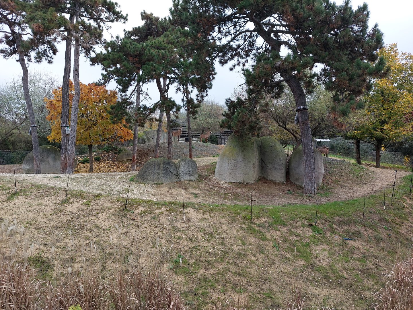 Roan antelope exhibit
