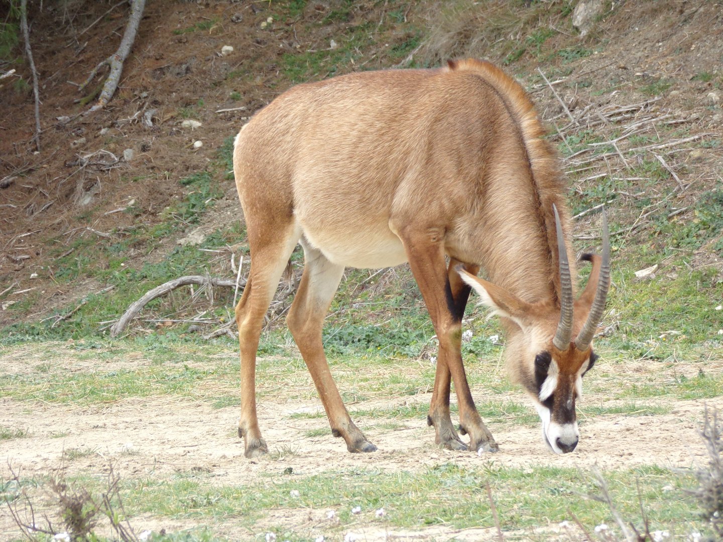 Roan antelope grazing - Réserve Africaine de Sigean (2024)