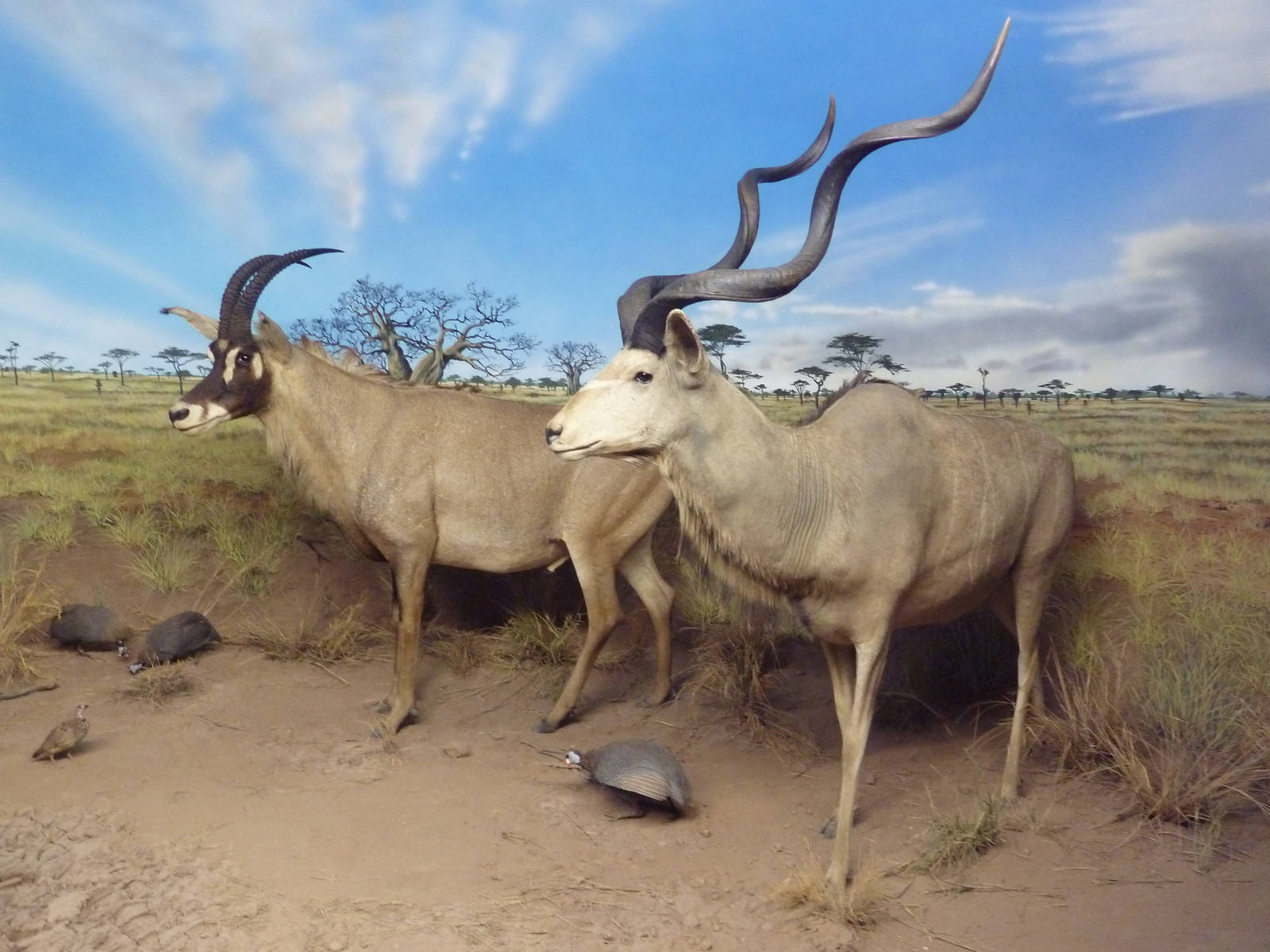 Roan Antelope/Greater Kudu/Helmeted Guineafowl