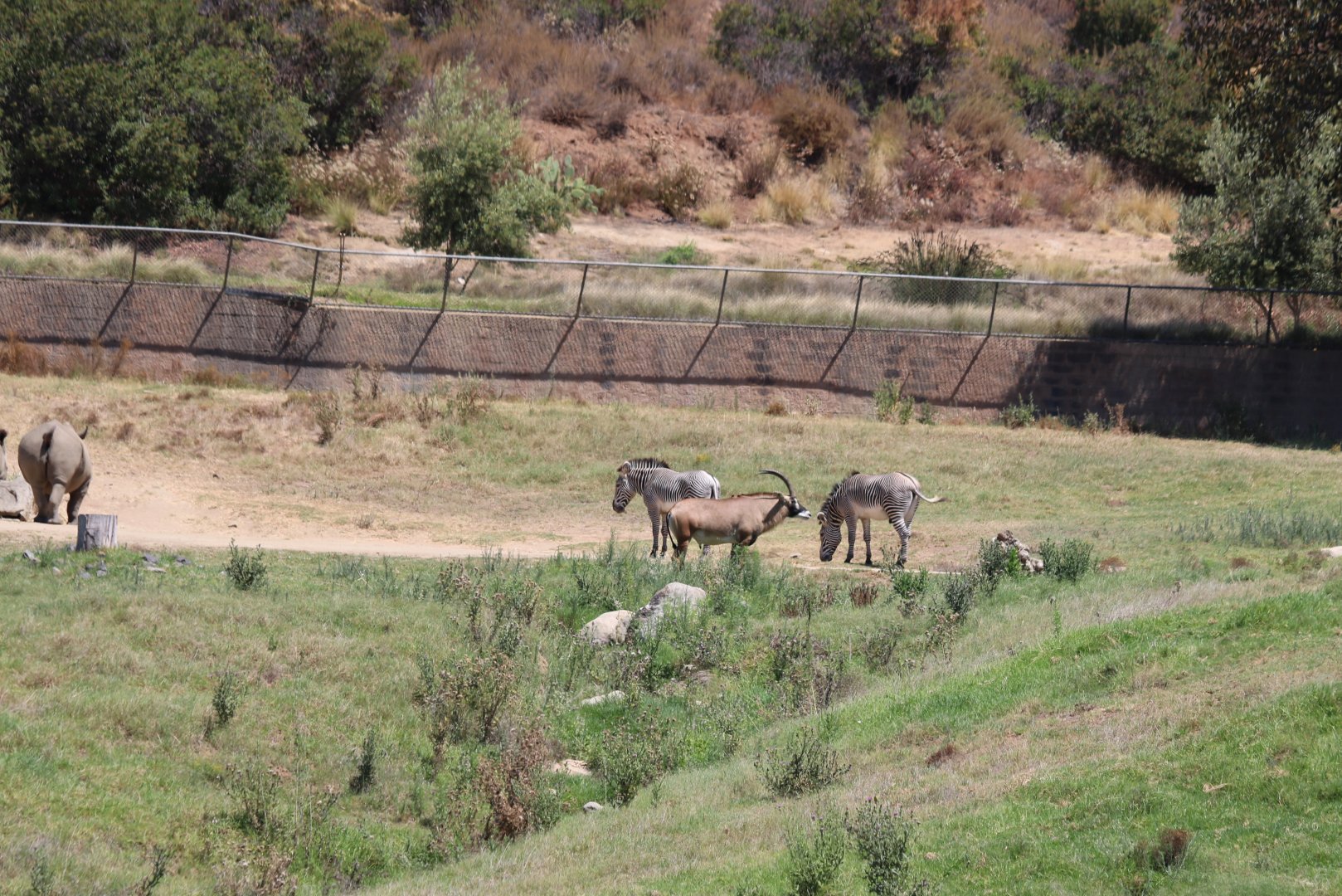 Roan Antelope, Grevy's Zebras and White Rhinos