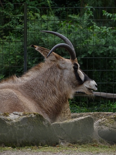 Roan antelope (Hippotragus equinus) (07/22)