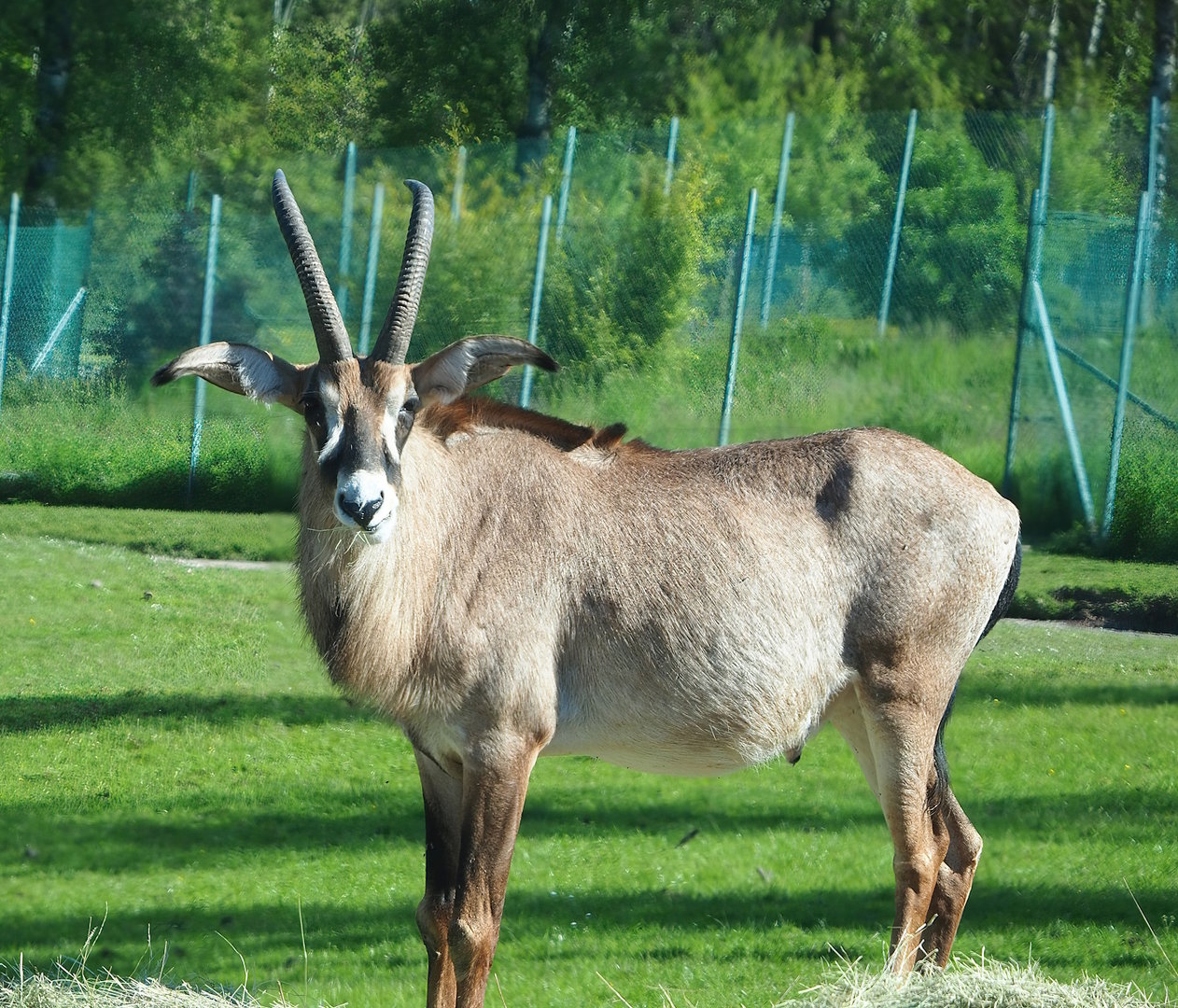 Roan antelope (Hippotragus equinus), 2023-05-19