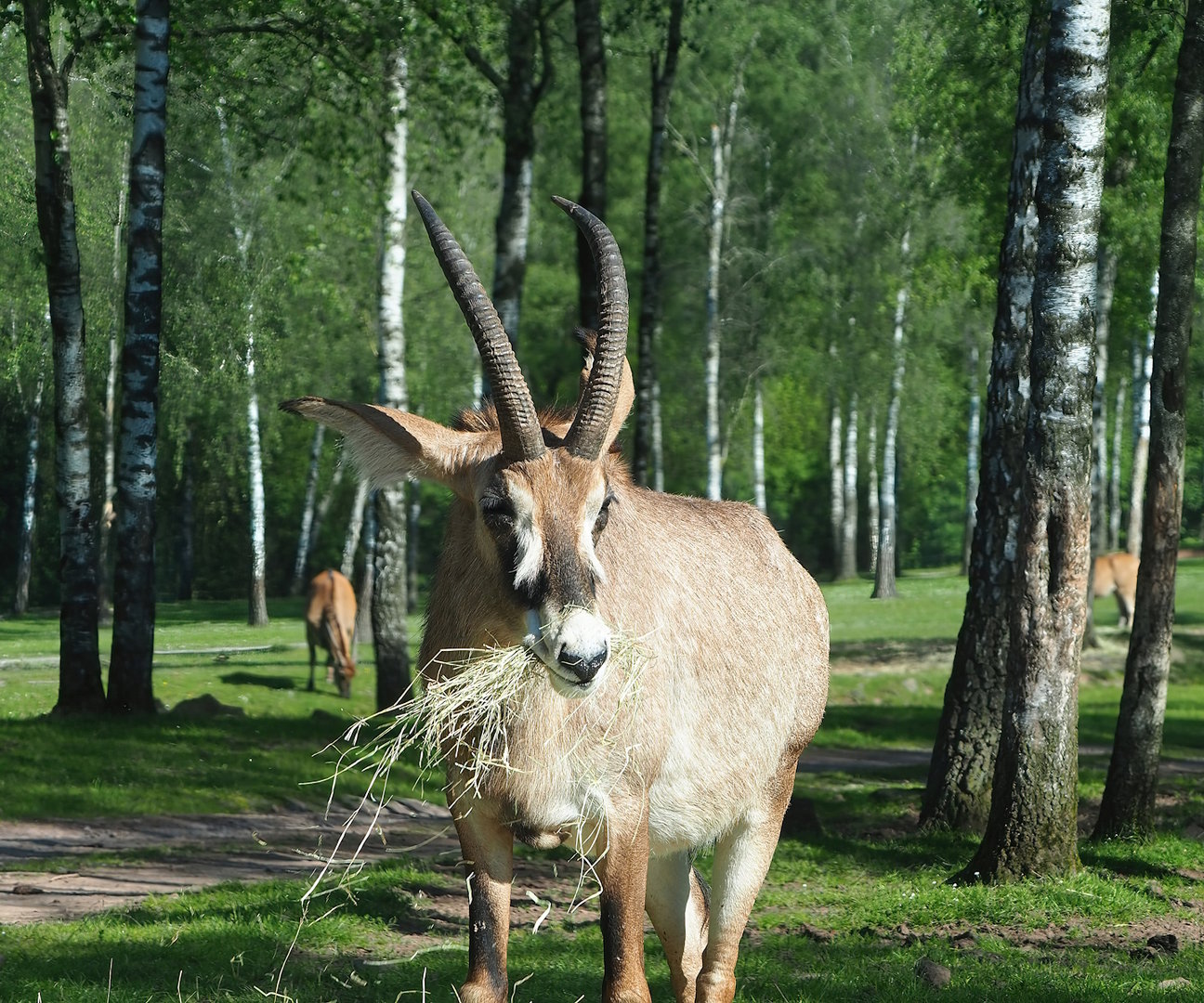 Roan antelope (Hippotragus equinus), 2023-05-19