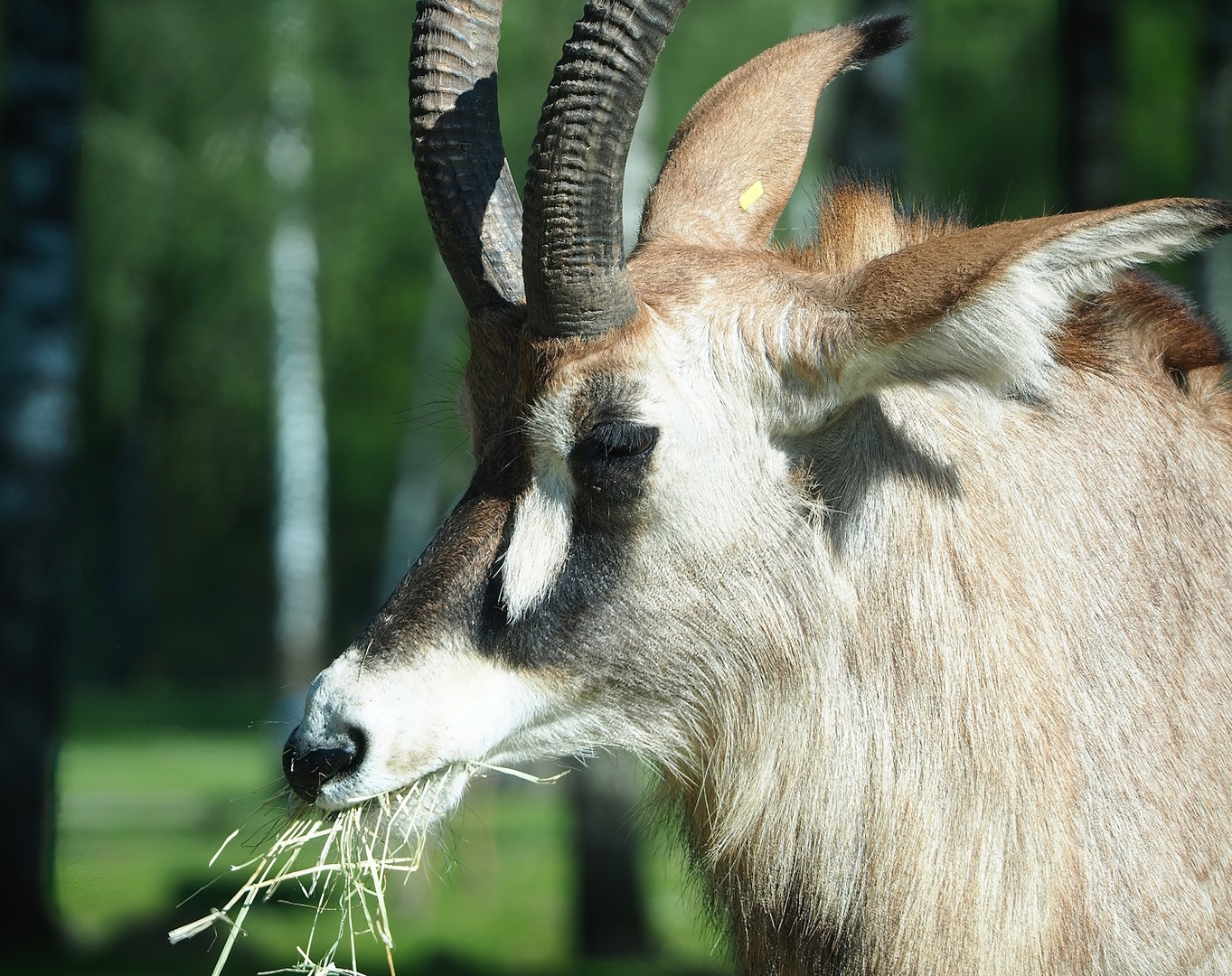 Roan antelope (Hippotragus equinus), 2023-05-19