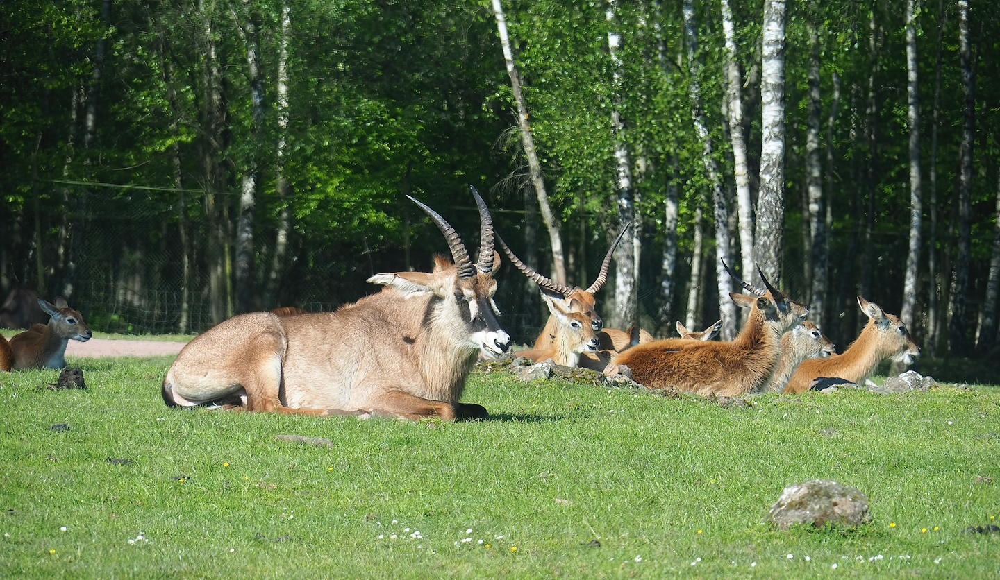 Roan antelope  (Hippotragus equinus) and Red lechwes (Kobus leche leche), 2023-05-19