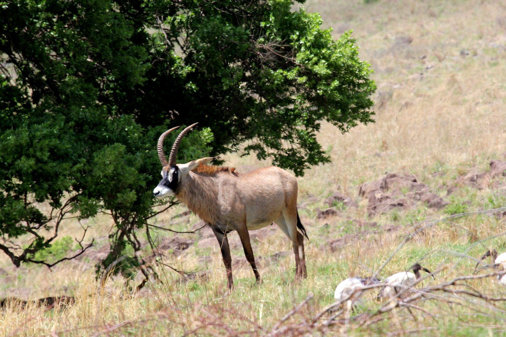 roan antelope (Hippotragus equinus equinus)