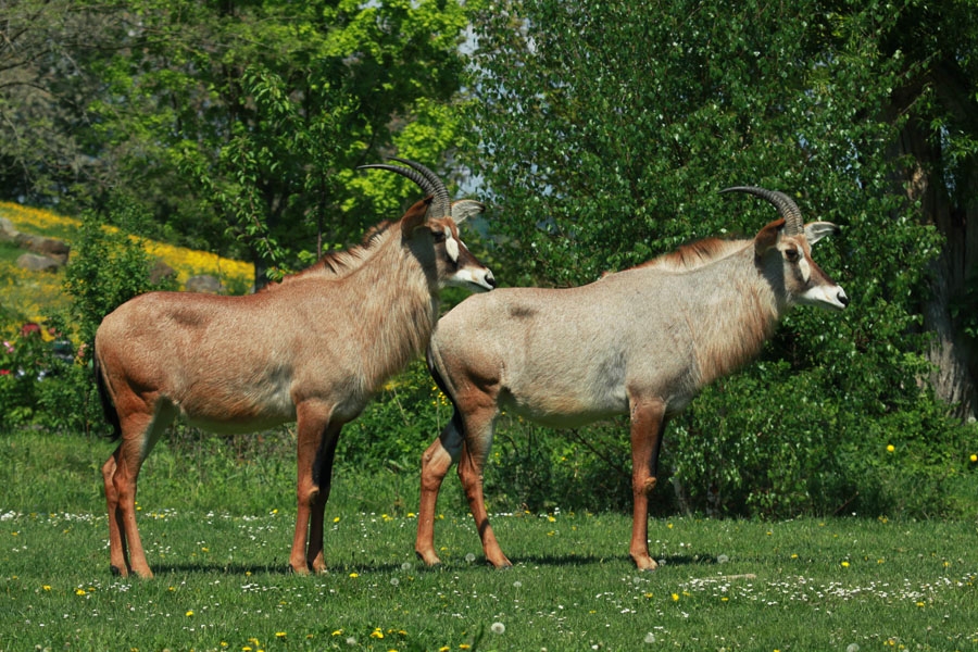 Roan Antelope (Hippotragus equinus)