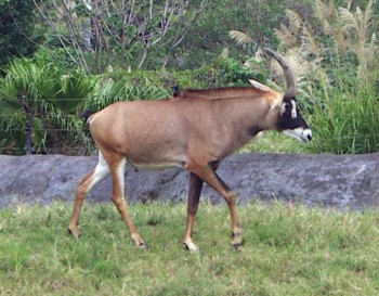 Roan Antelope (Hippotragus equinus)
