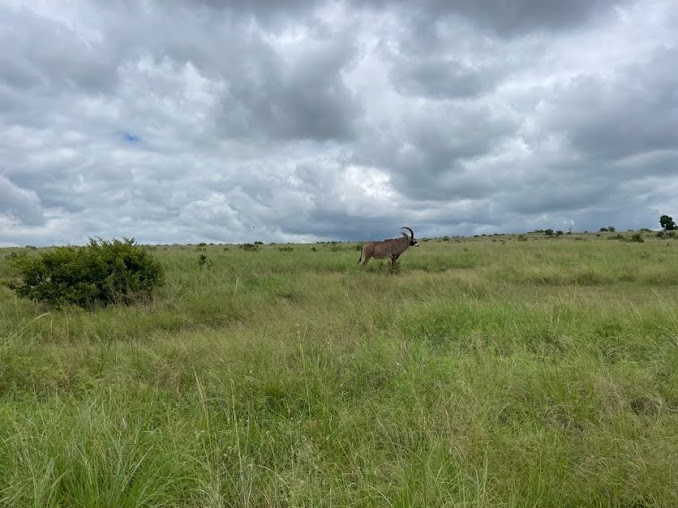Roan Antelope (Hippotragus equinus)
