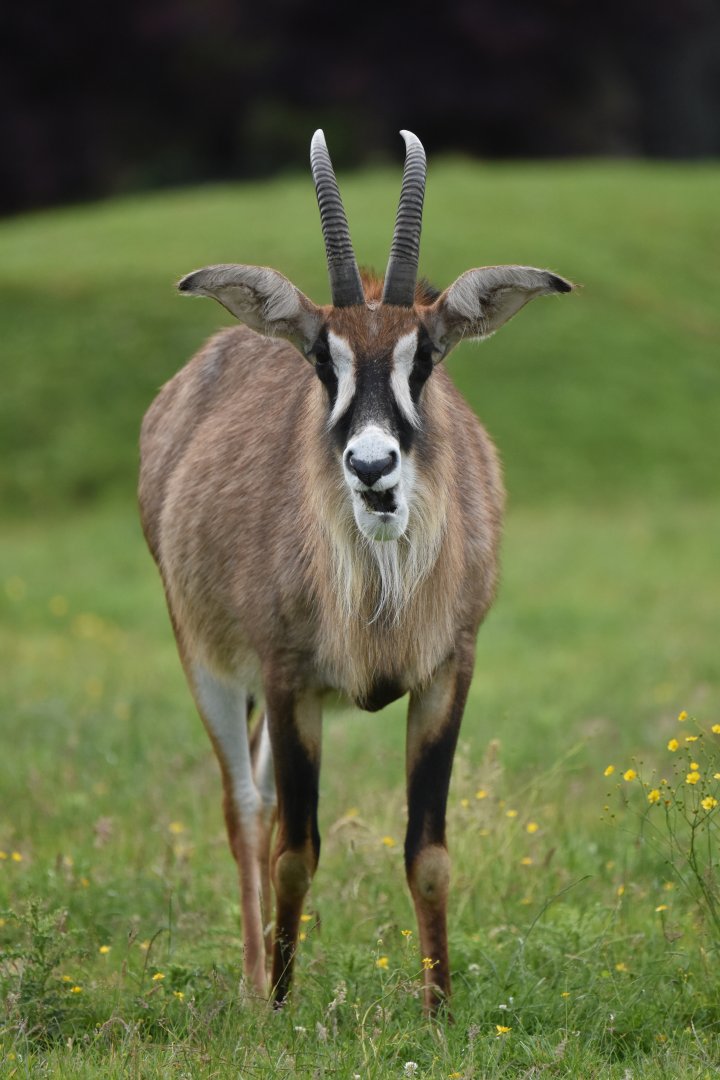 Roan antelope (Hippotragus equinus)