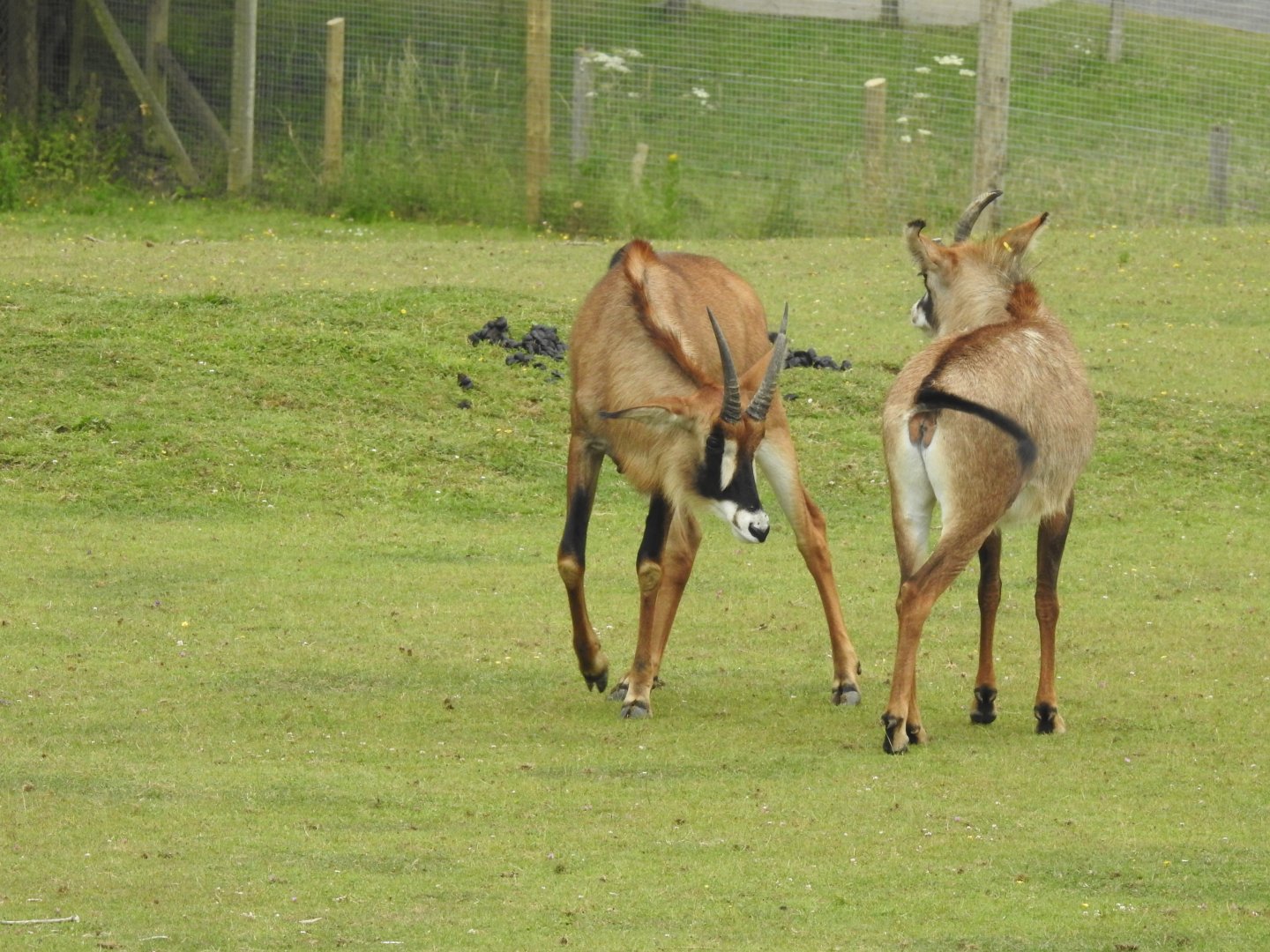 Roan Antelope (Hippotragus equinus)