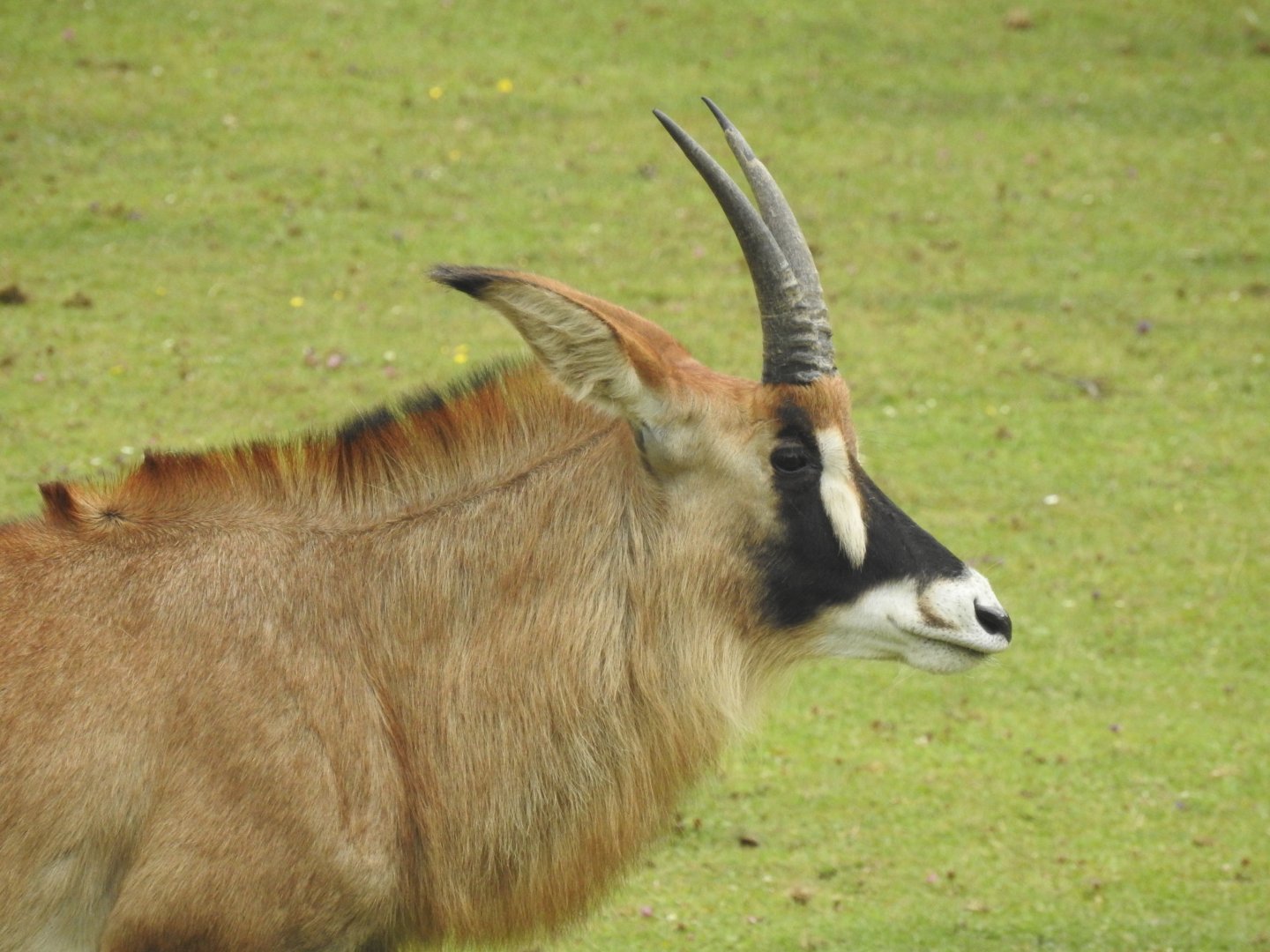 Roan Antelope (Hippotragus equinus)