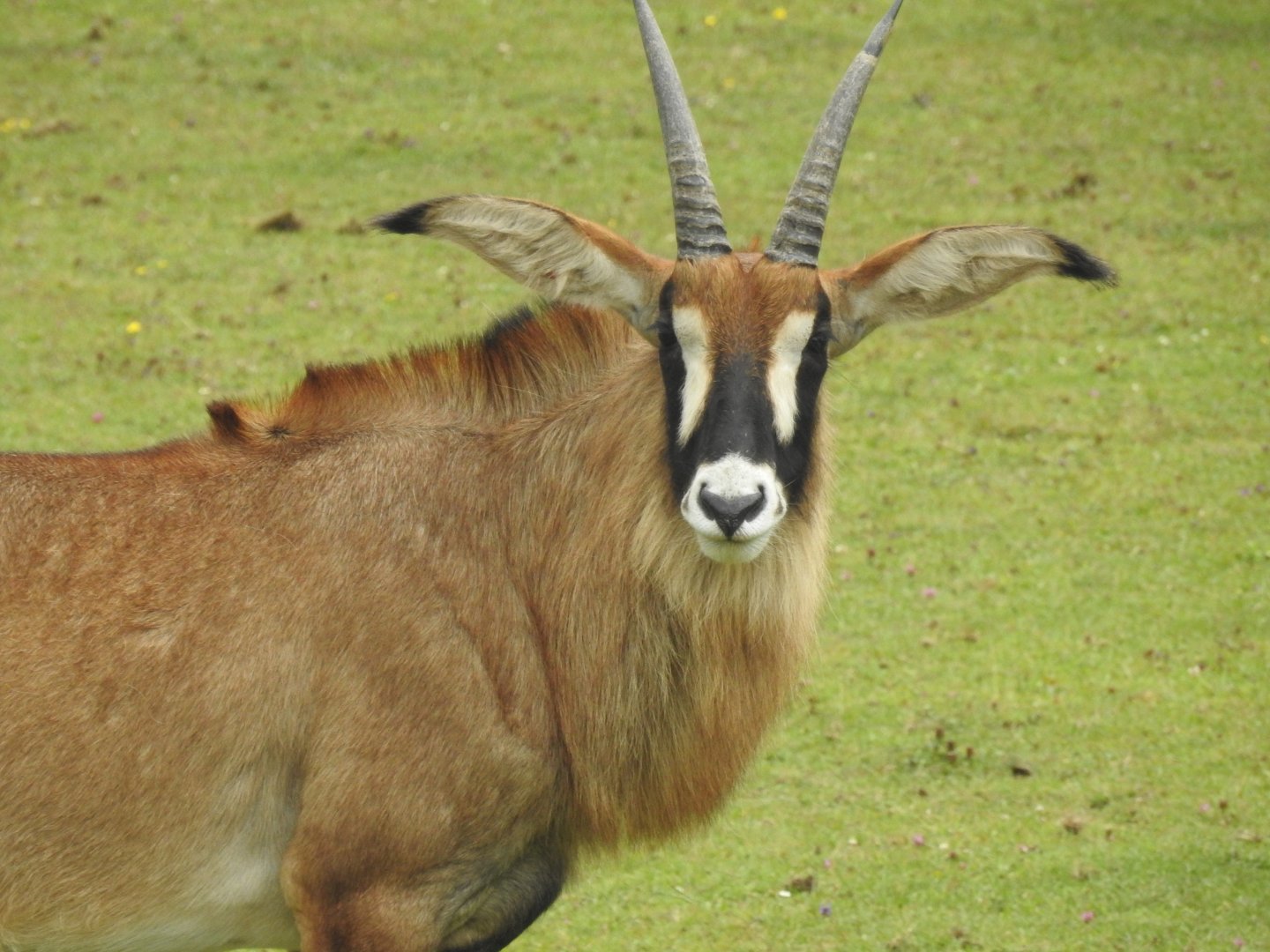 Roan Antelope (Hippotragus equinus)