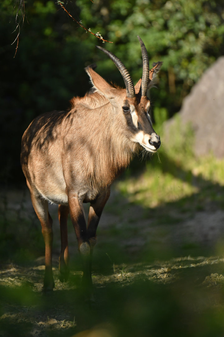 Roan antelope (Hippotragus equinus)