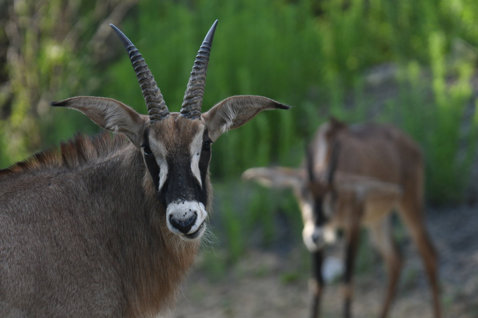 Roan antelope (Hippotragus equinus)