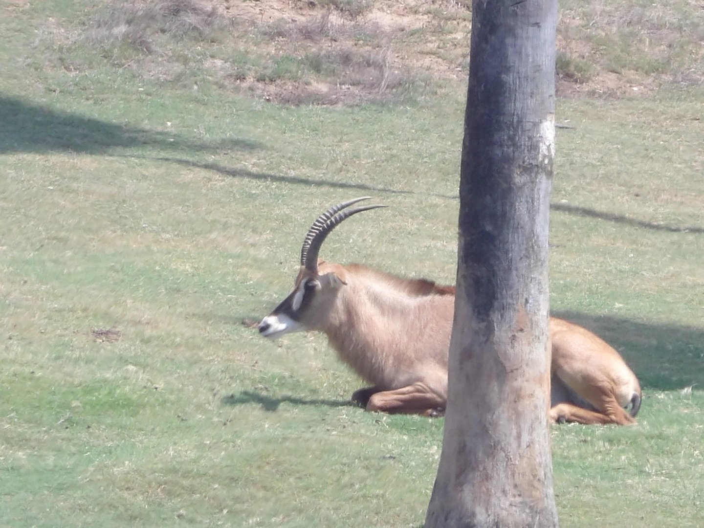 Roan Antelope(Hippotragus equinus)