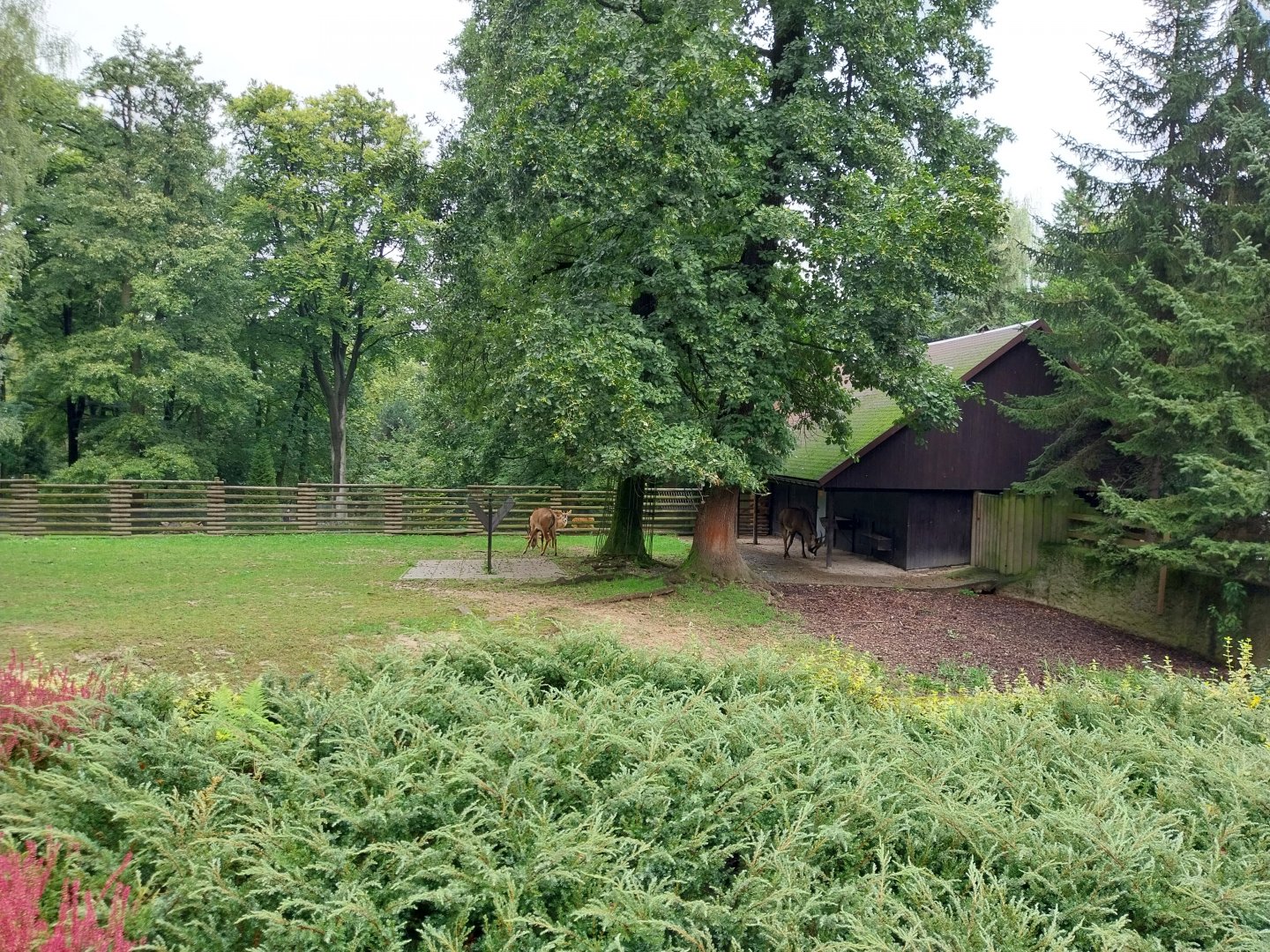 Roan antelope (Hippotragus equinus)