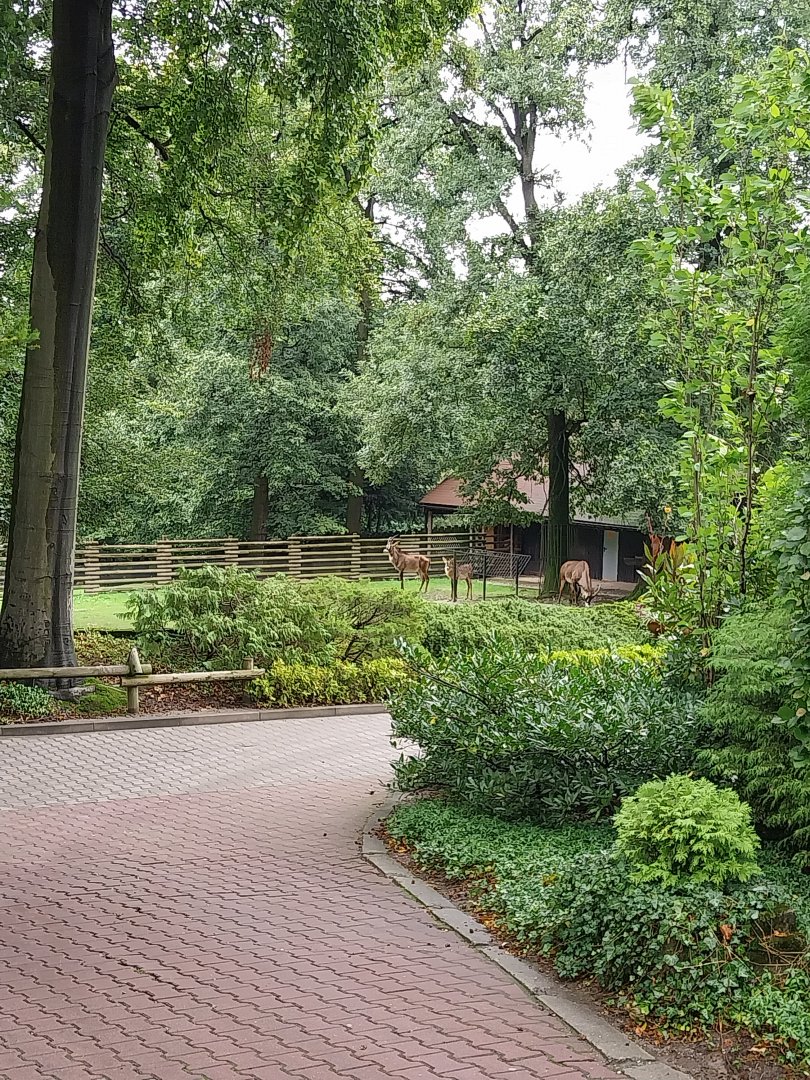 Roan antelope (Hippotragus equinus)